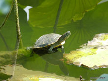 Tortue - Chine